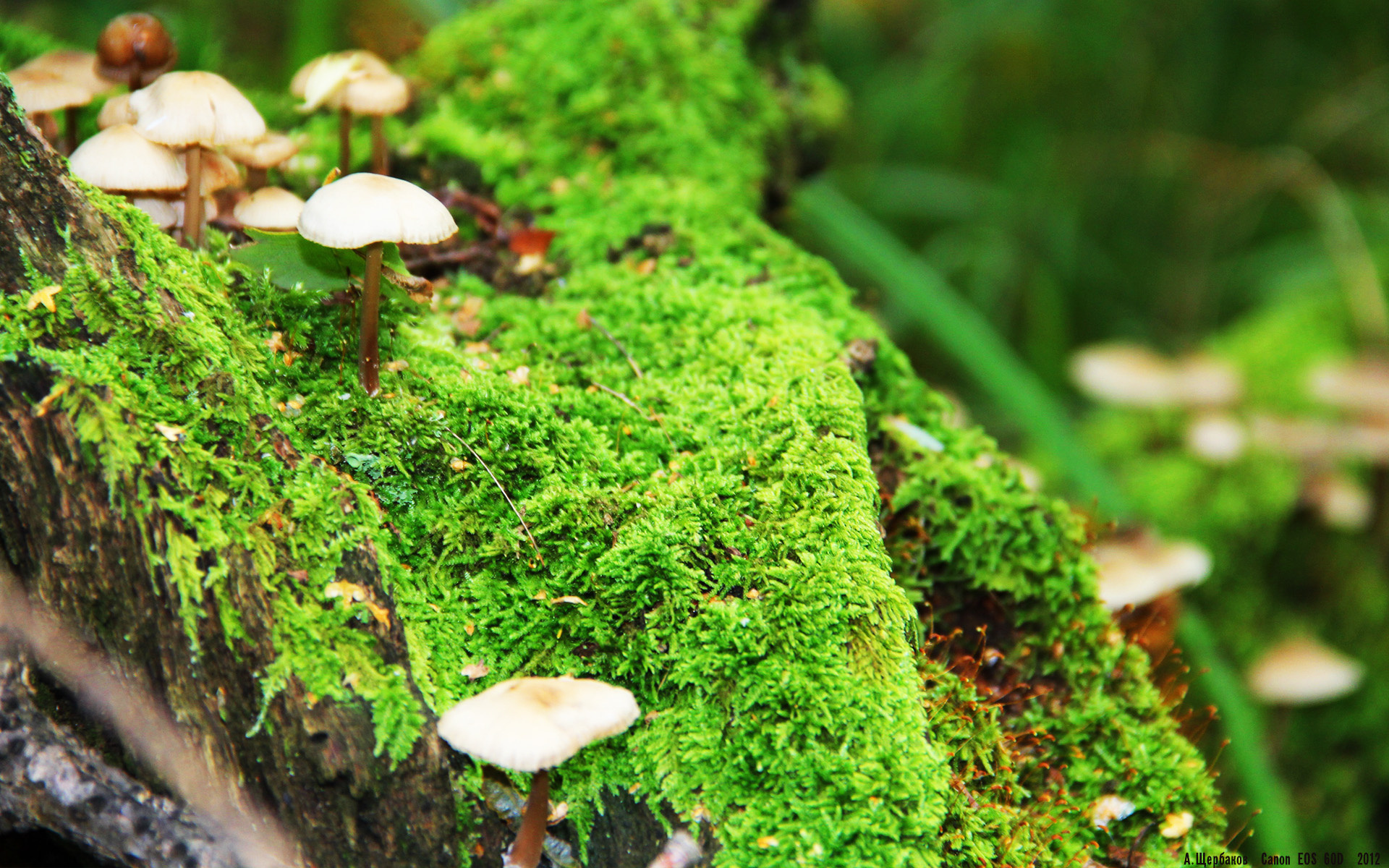 东契奇关键三分如蜂刺,独行侠末节击溃奇才显唯一性